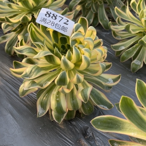 青莲多肉多肉8872