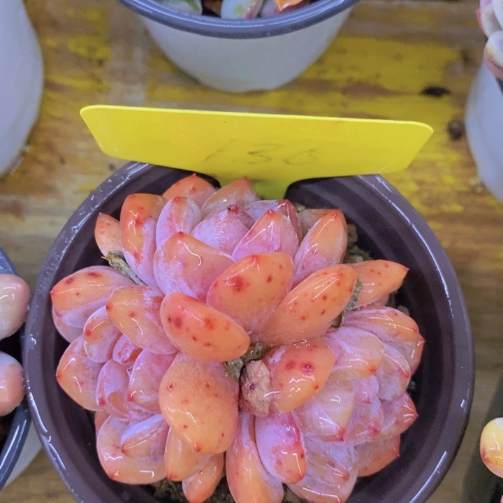 多肉植物，开心多肉