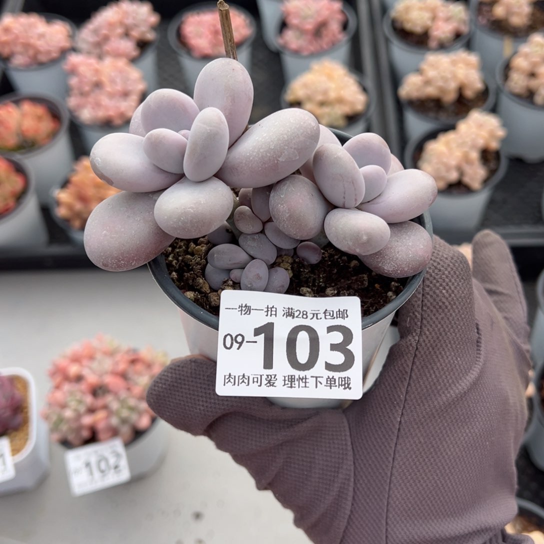 奶酪多肉多肉多肉多