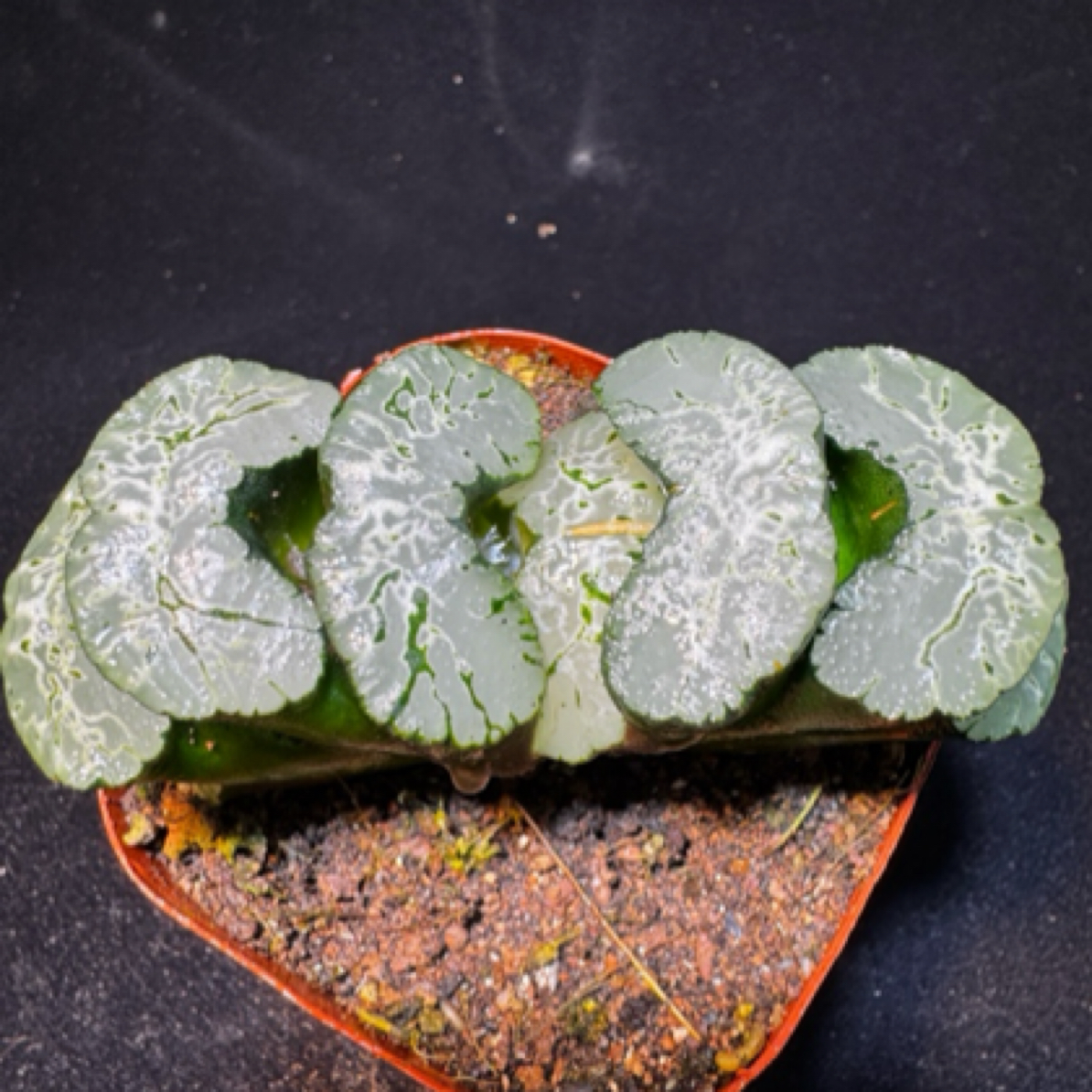 多肉植物玉露十二卷 母本株北斋玉扇 室内盆栽好养 带盆土发货