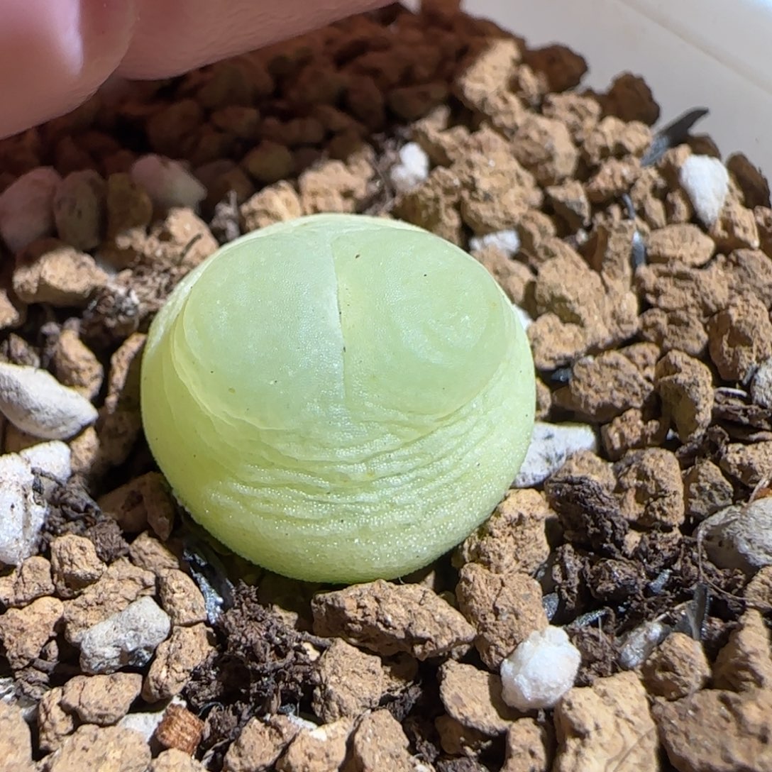 肉锥多肉植物组合-sh1200拉登235