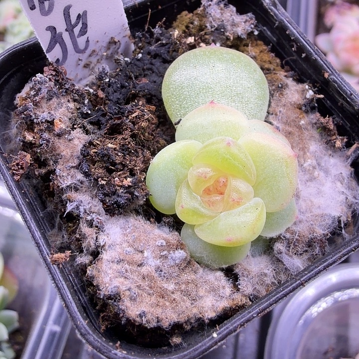 1657甜心四公分盆口