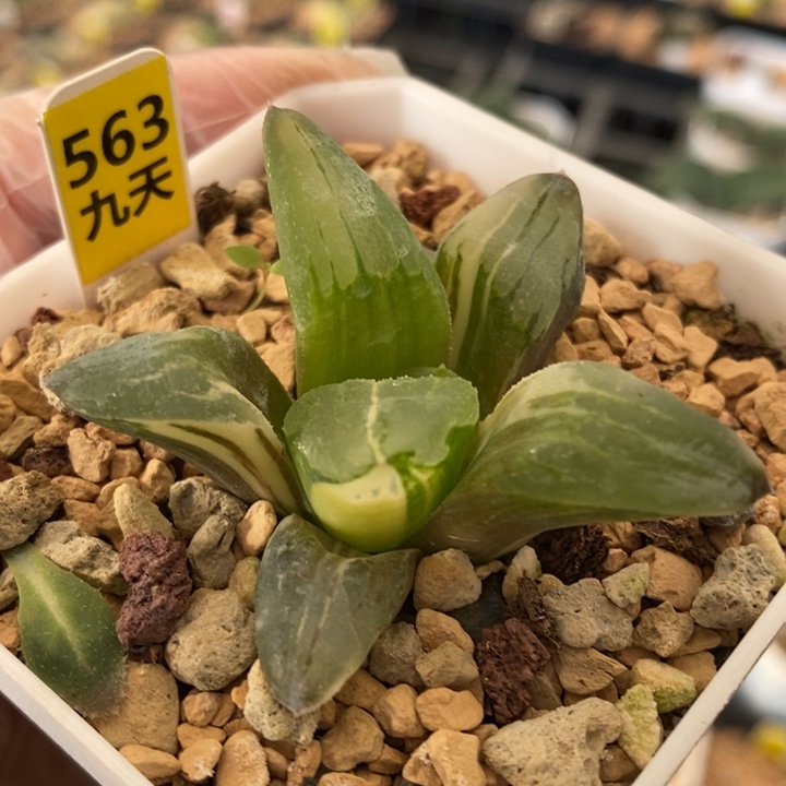 563号冰城锦多肉植物