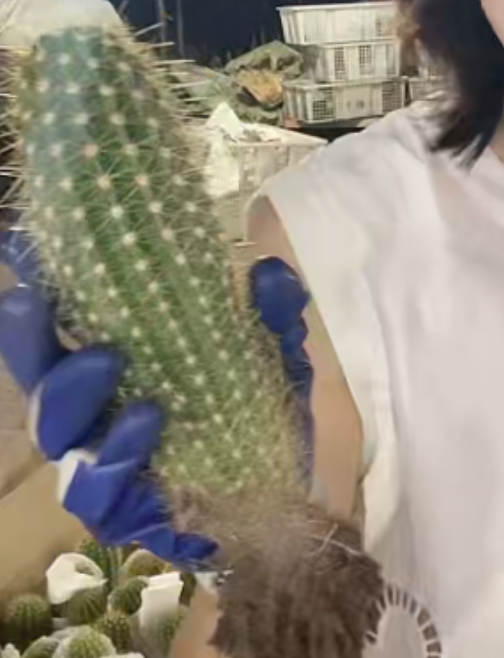 二妹园艺【 飞碟杂交毛花柱  自根 】【高度保13公分】脱土随机发货