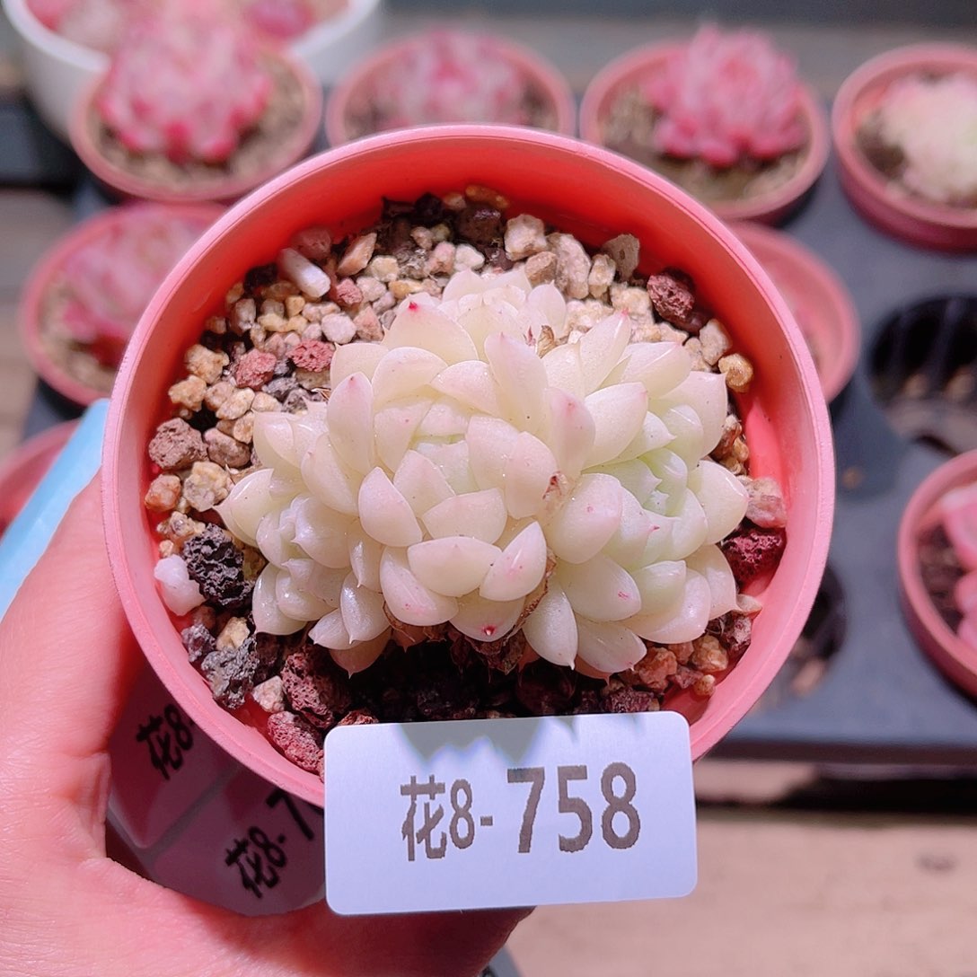 花利美8-758麦秆