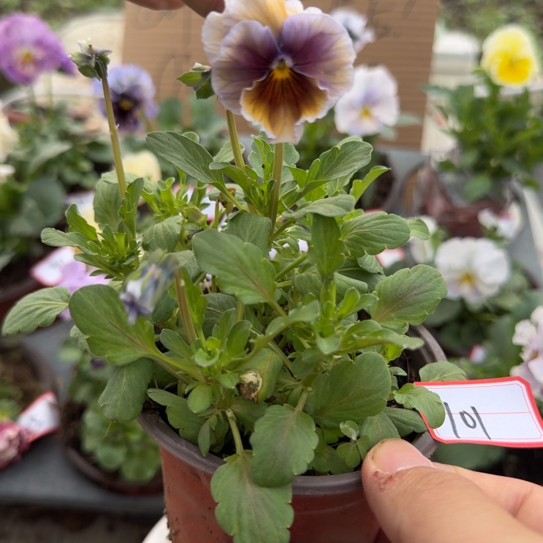 大部分花苞少量开放101