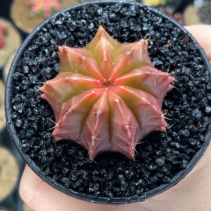 乌贼轮回 实生 福利价