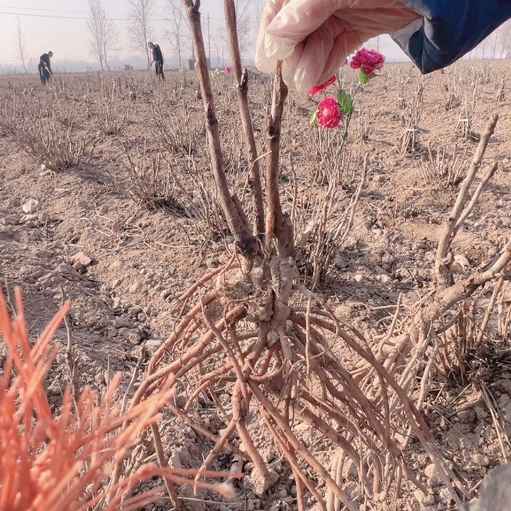 当前无花栽培后可以开花方纪