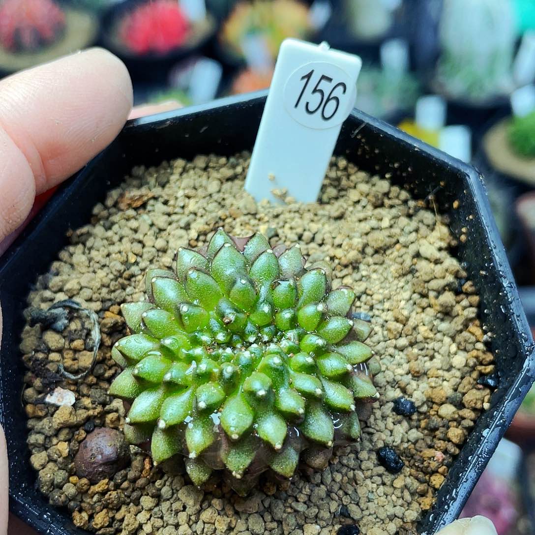 非偏远地区满25包邮仙人球