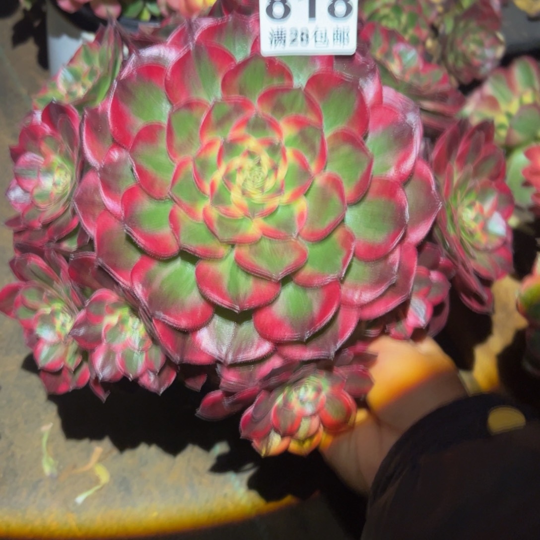 光***野多肉植物818赤子心的