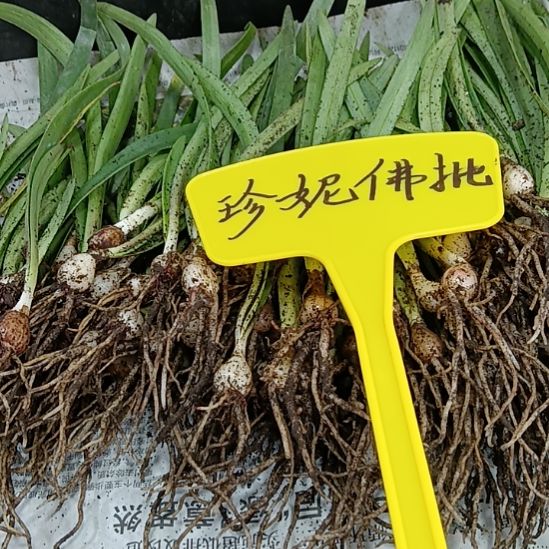 无花朵珍妮佛0.8-1发10个