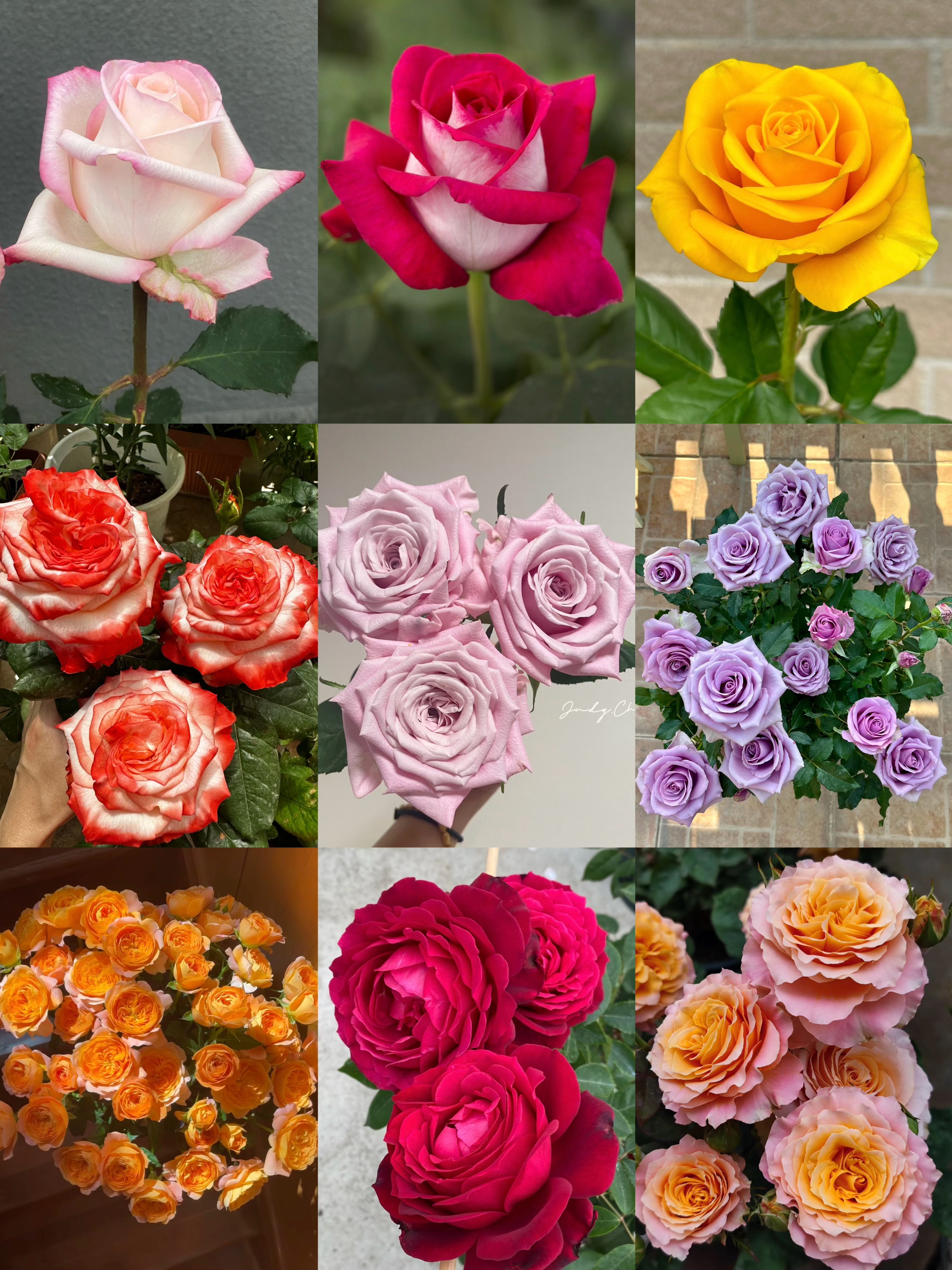 【5-6加仑】独颗超大月季