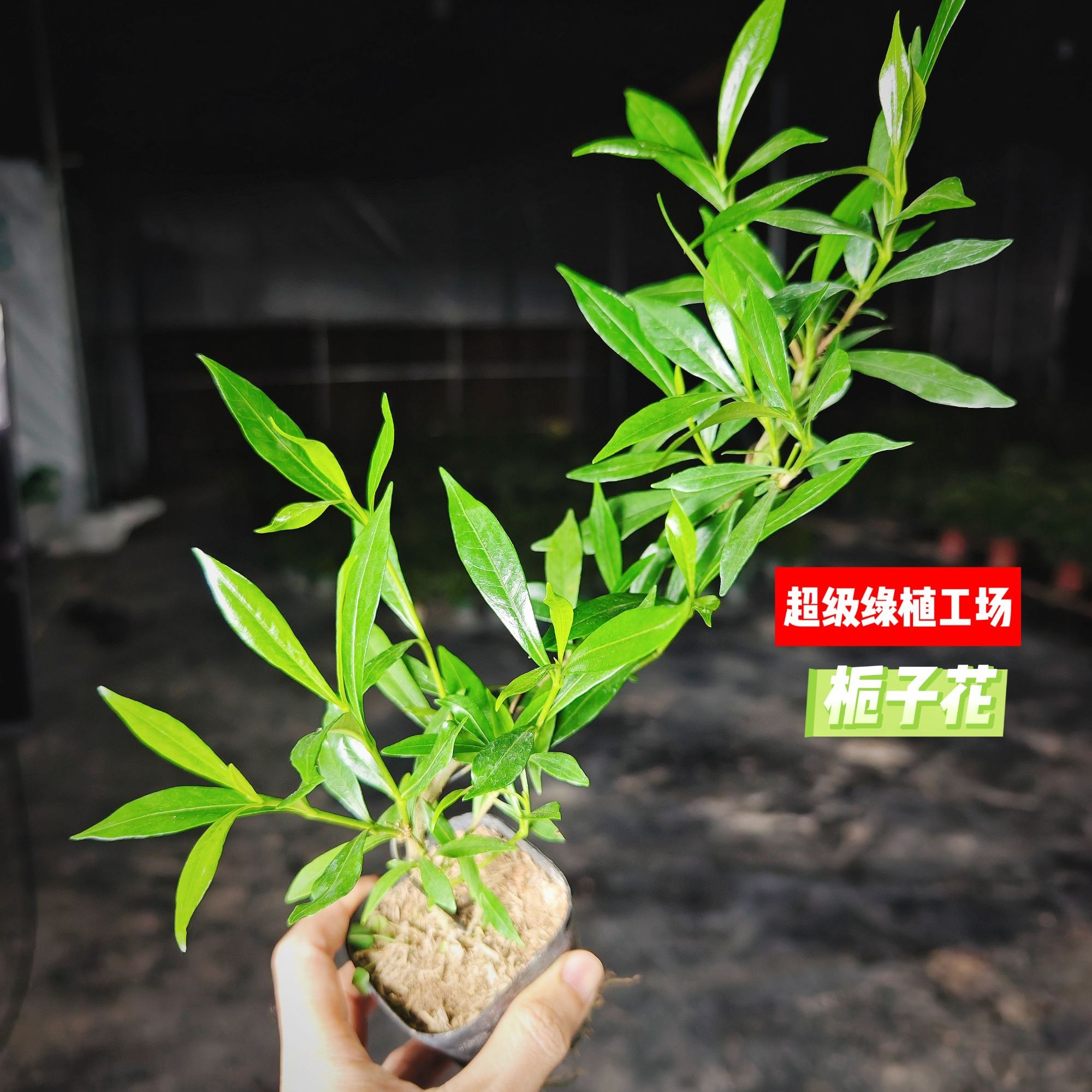 栀子花微盆景室内绿植花卉四季桌面盆景组合客厅摆件小盆景植物
