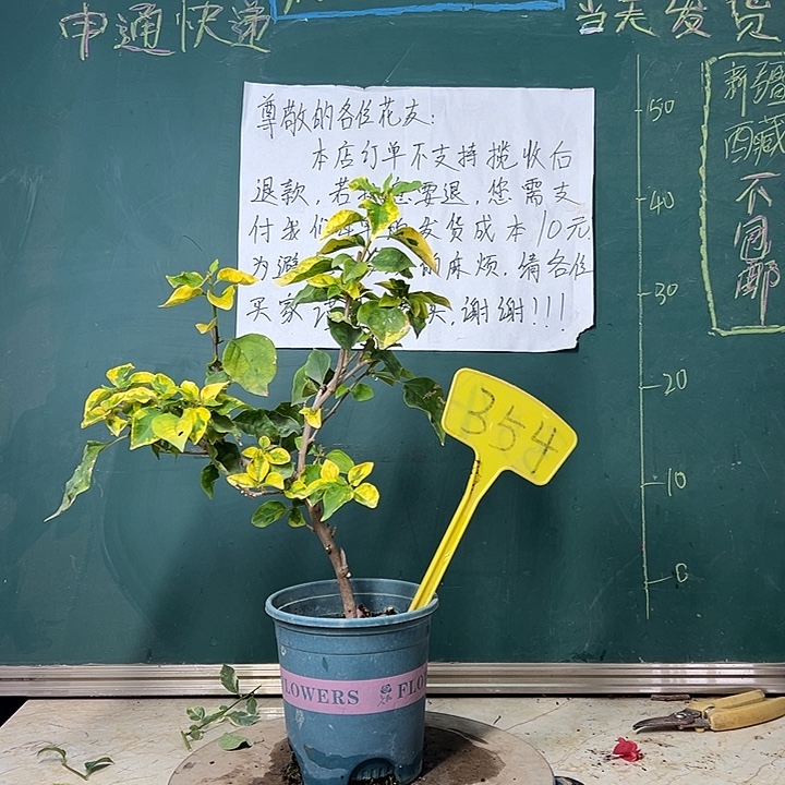 完全开放  橙九月  354