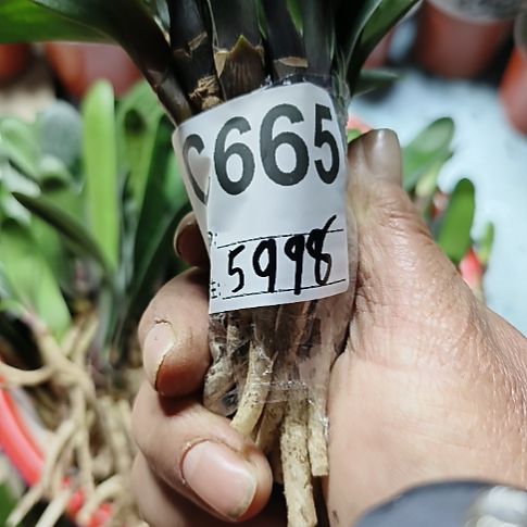 冷***花完全开放0665066500