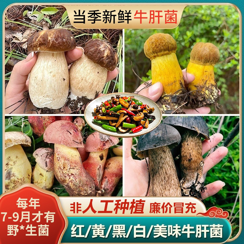 【野*生牛肝菌系列1】云南见手青红葱牛肝菌白黄黑美味蘑菇菌子山珍