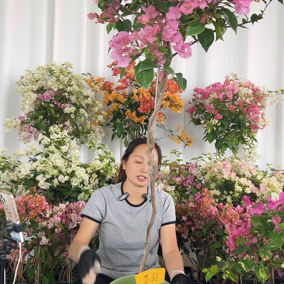 天***娃大部分花苞少量开放J61橙粉公主