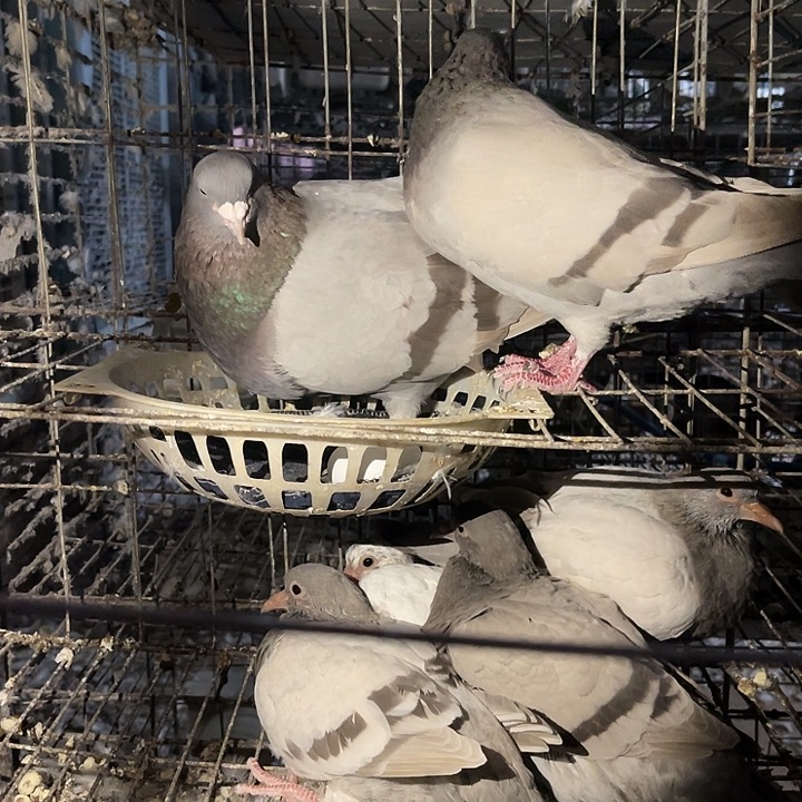 一对种鸽银王中国大陆