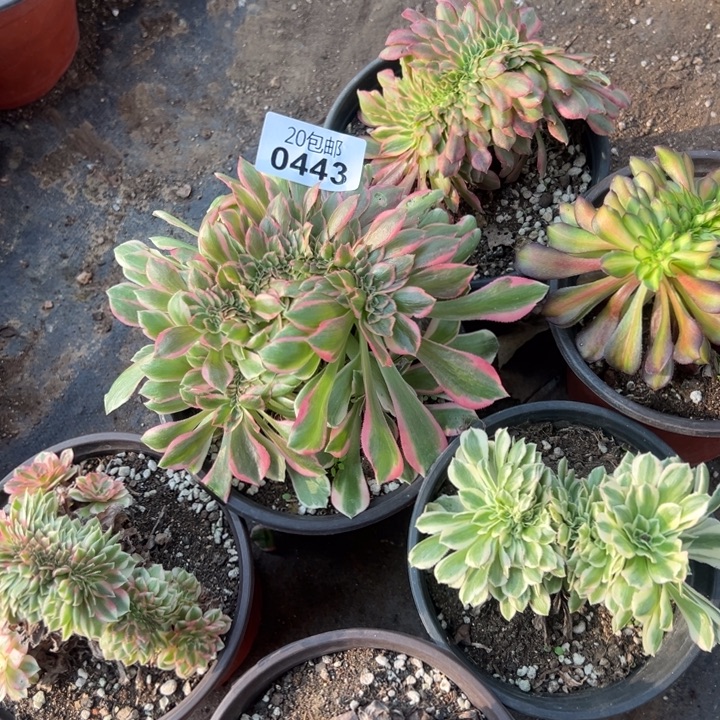 多肉植物443种植物