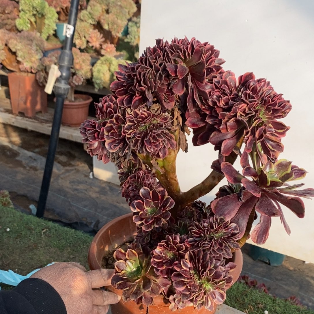 不开花植物1143号欧嘉莉缀化1颗