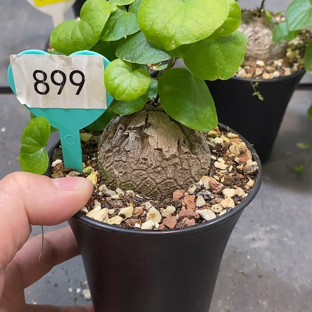 南非龟甲龙龟甲龙