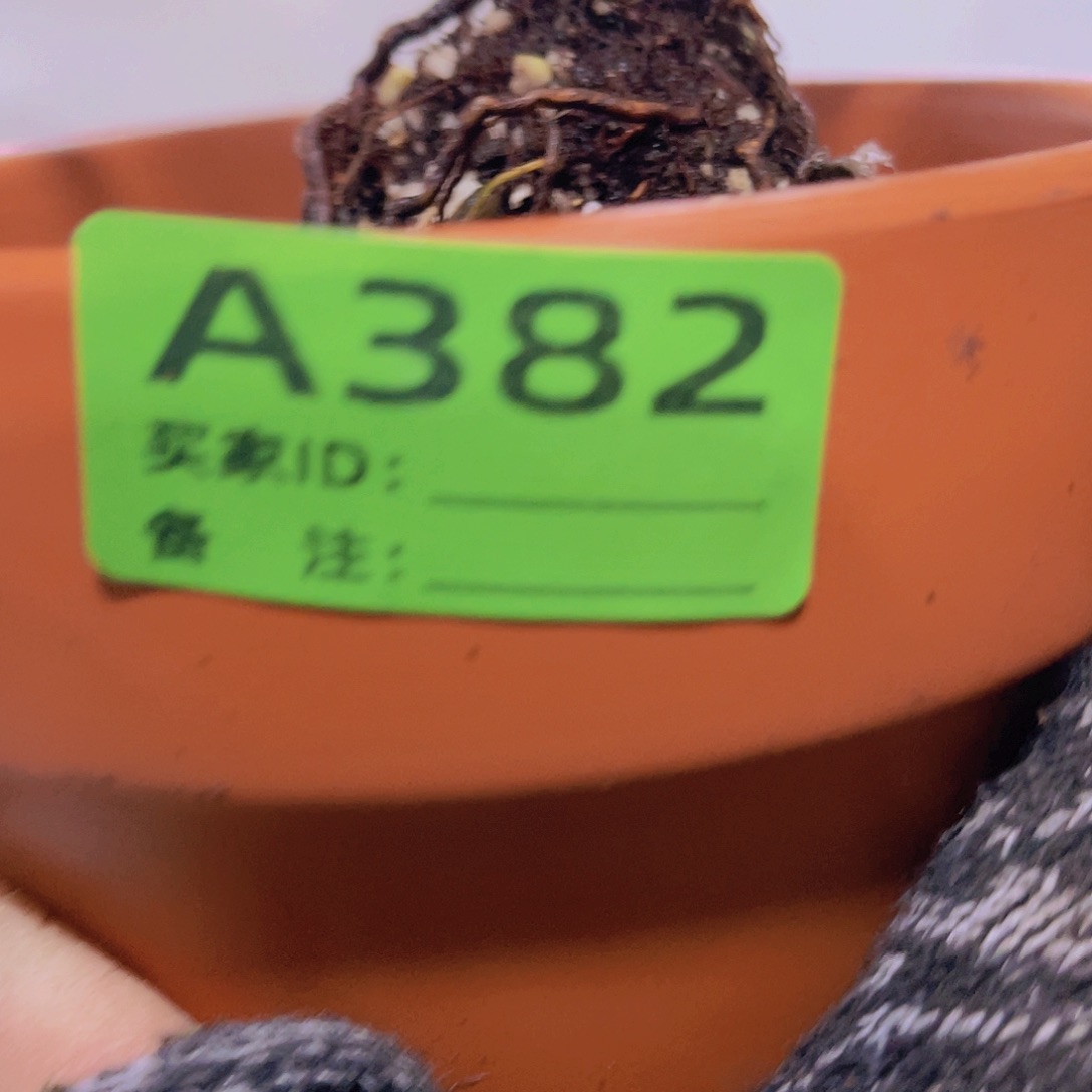 红陶直播时间一定一起