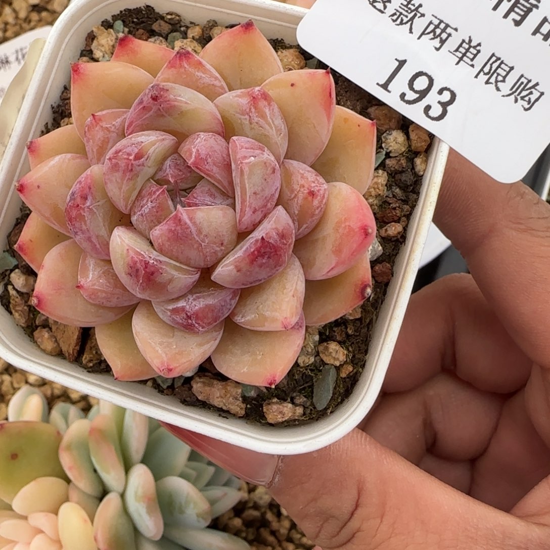 闪购精品多肉193号