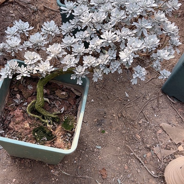 快***哥无花朵带土球发货