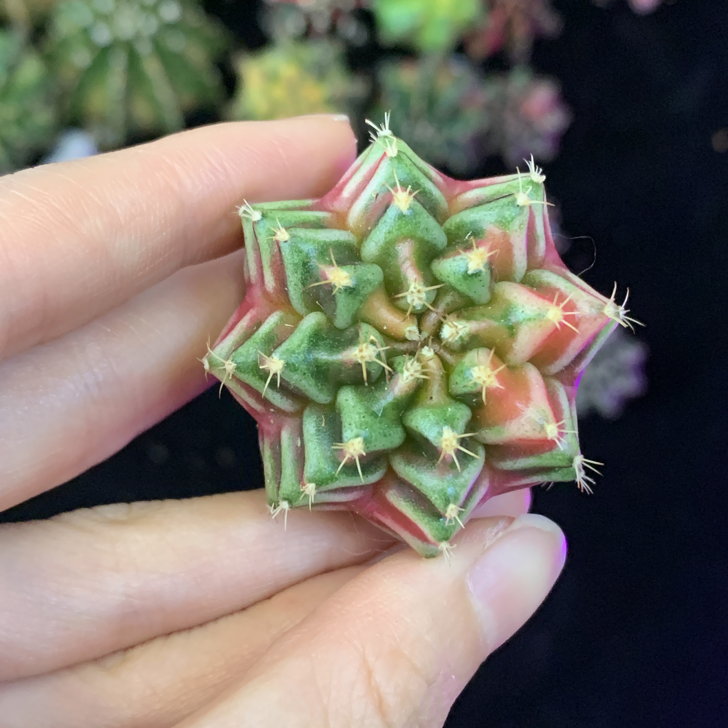 白v纹米哈 一物一拍 脱土
