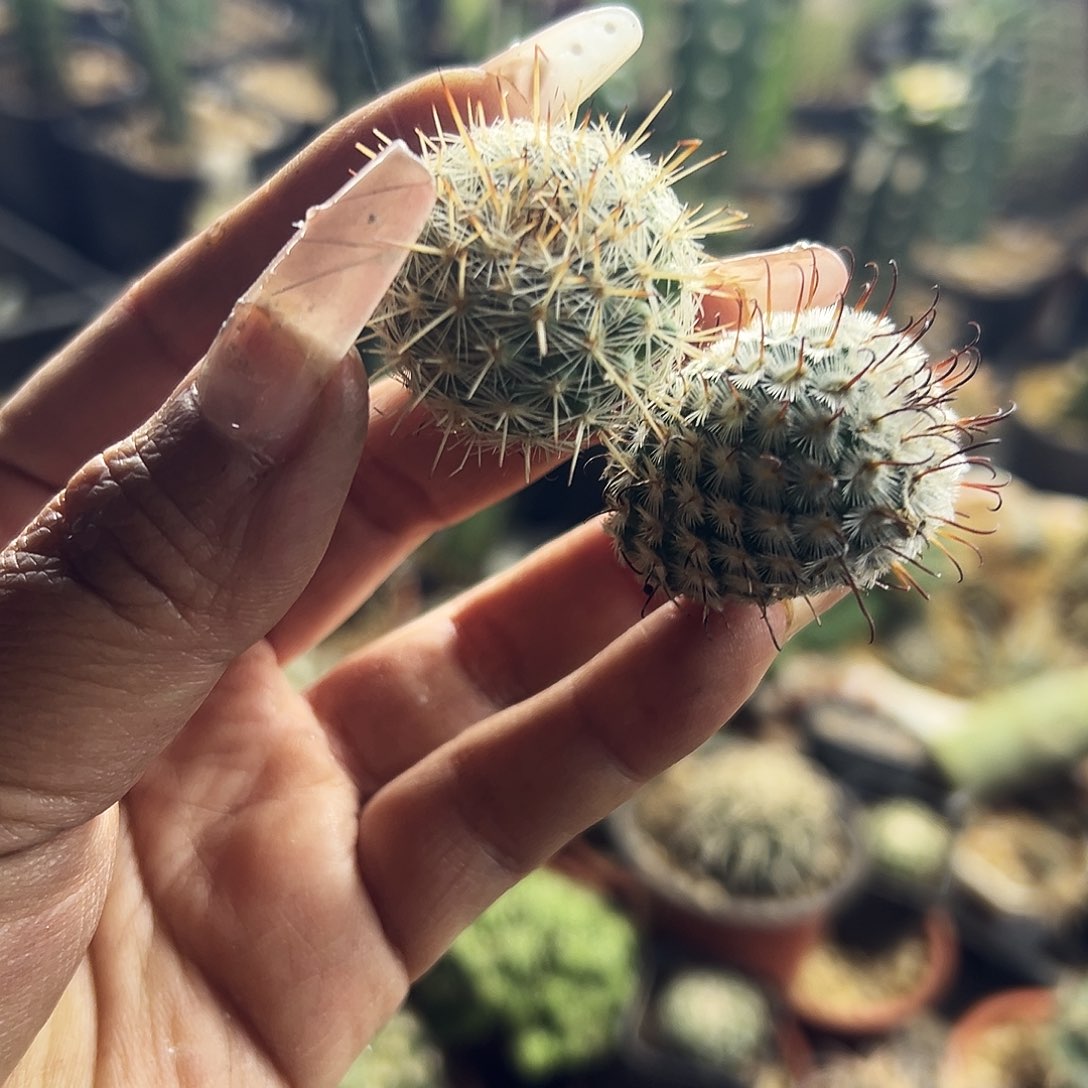 藤荣丸加曲词仙人球11111111