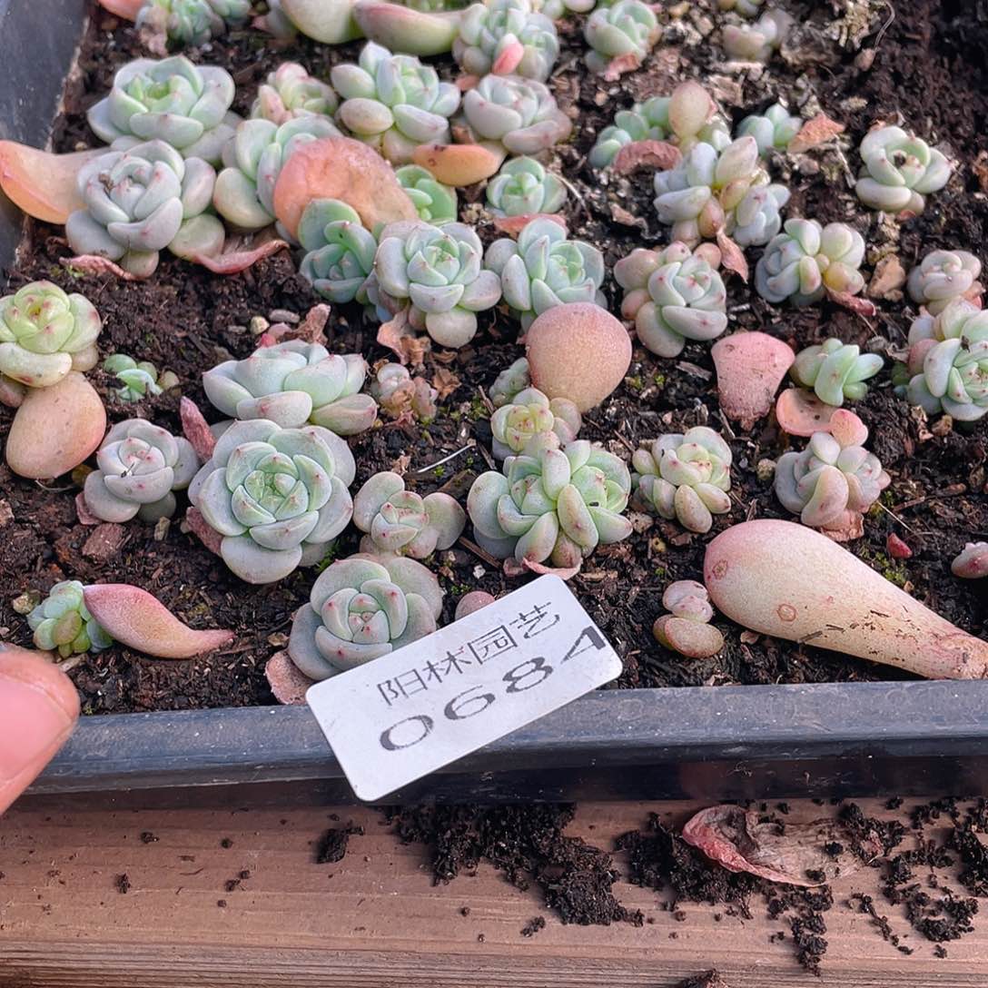 布***辣多肉植物多肉植物684
