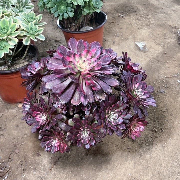 多肉植物法师烟花14