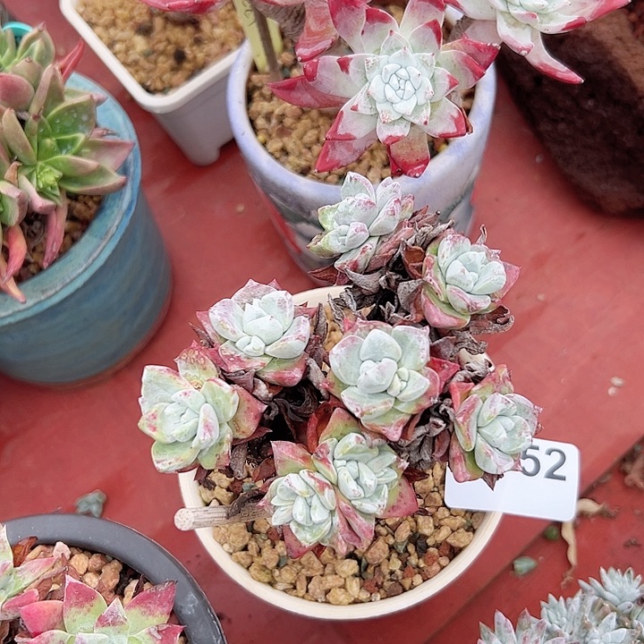 小鹿多肉一物一拍752圆叶花朵苹果叶