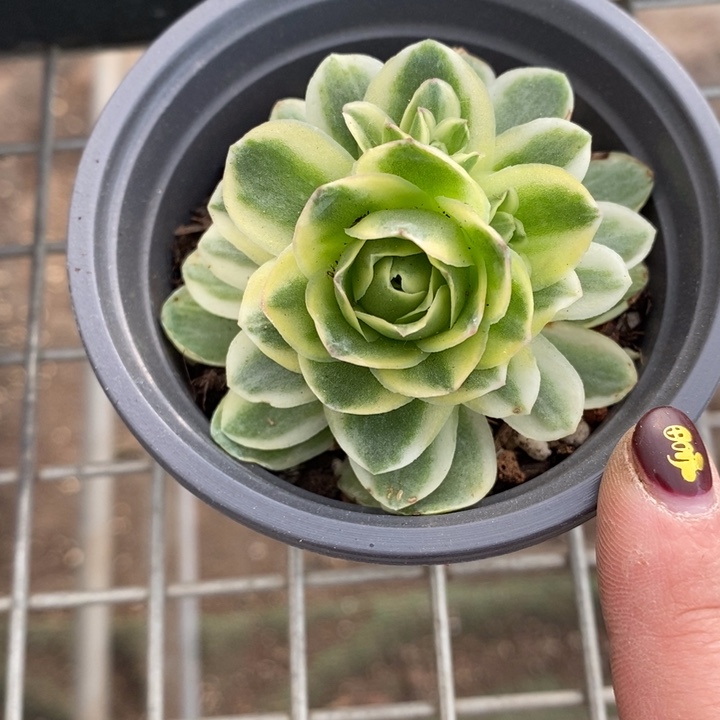 伯克利和格蕾纳等著名