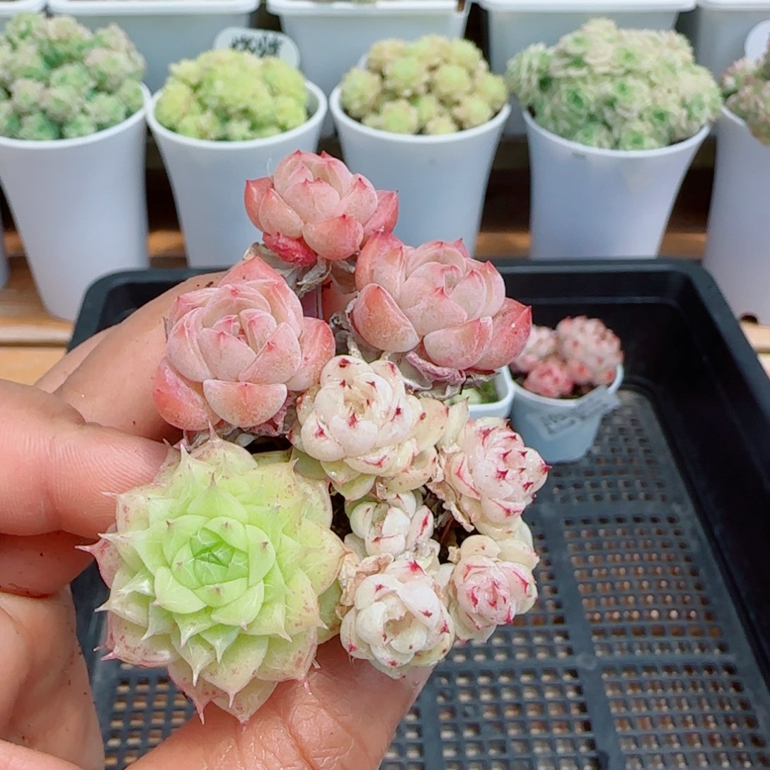 【闪购商品】0414-104组合福利