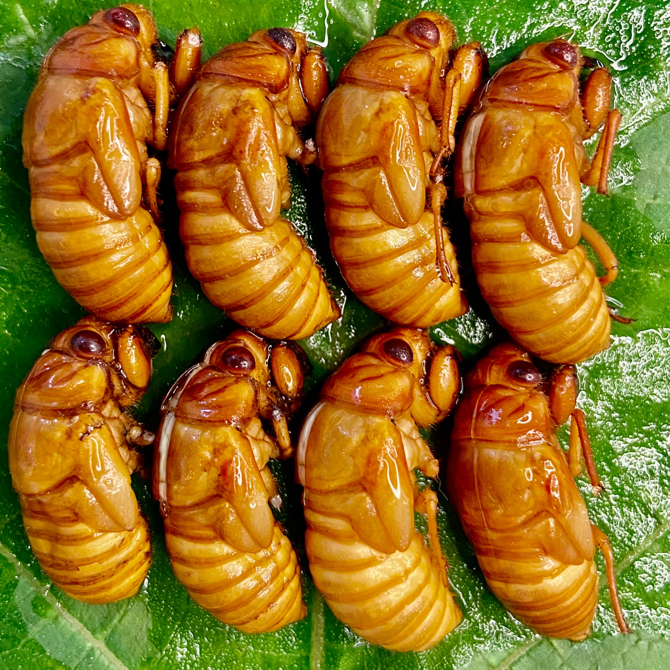 【三朵优选】新鲜杜仲金禅 爬叉 知了1猴 肉感十足 