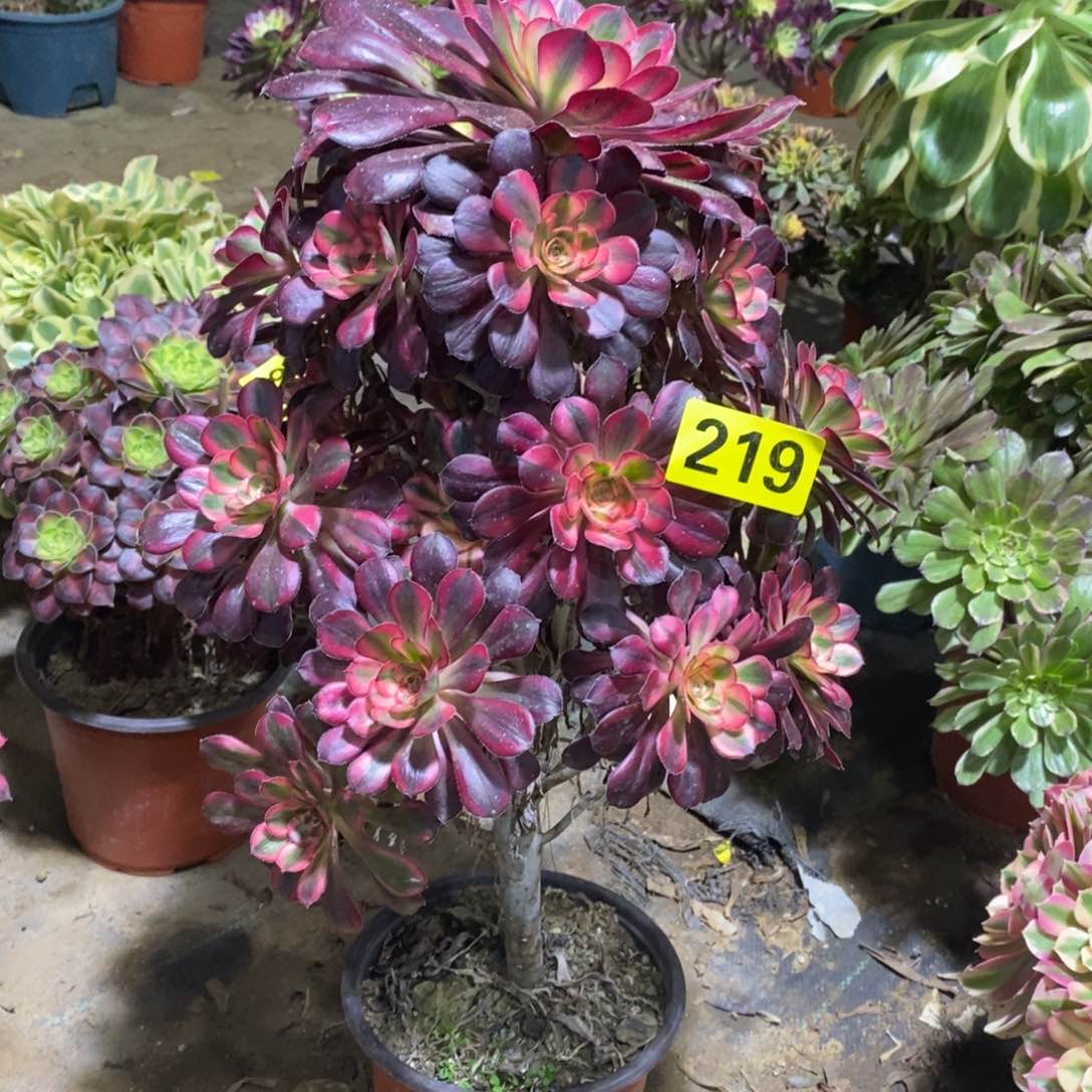 香奈多肉法师219