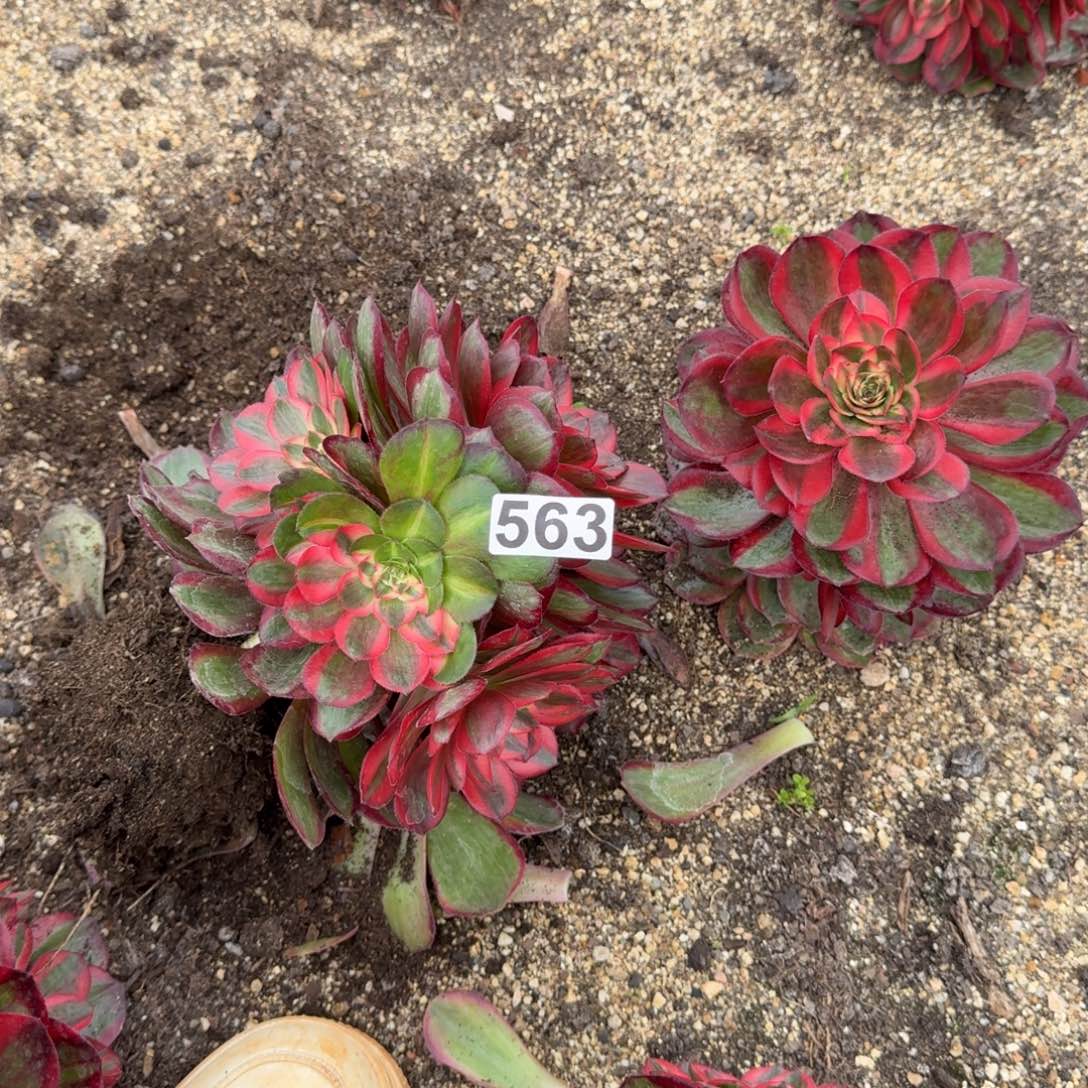 563多肉植物拉菲皇后