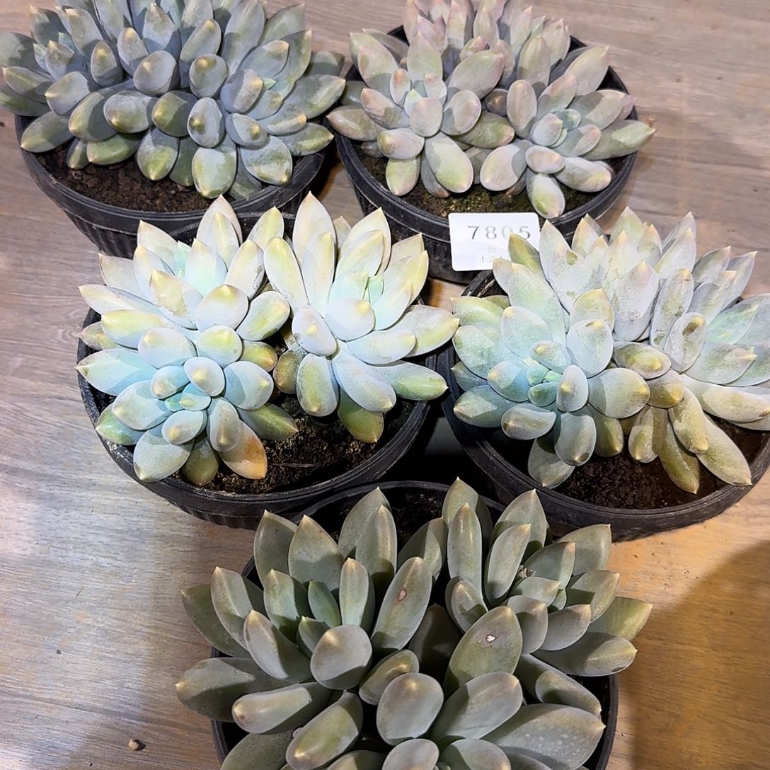 小***叶7805号哥特萝莉多肉