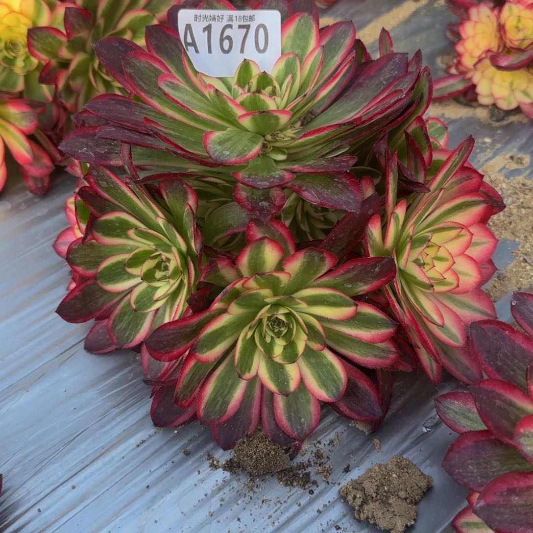 1670荔枝。多肉植物