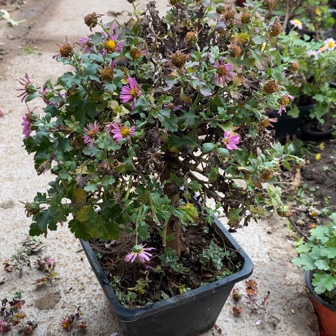 用***长无花朵盆景盆景20