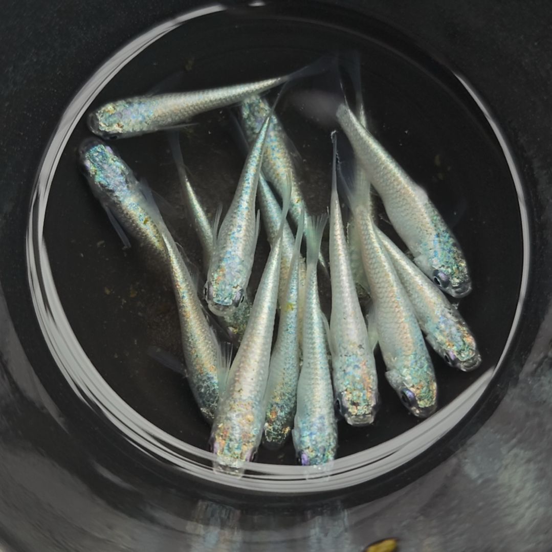 青鳉鱼018无背鳍白银海王星15条