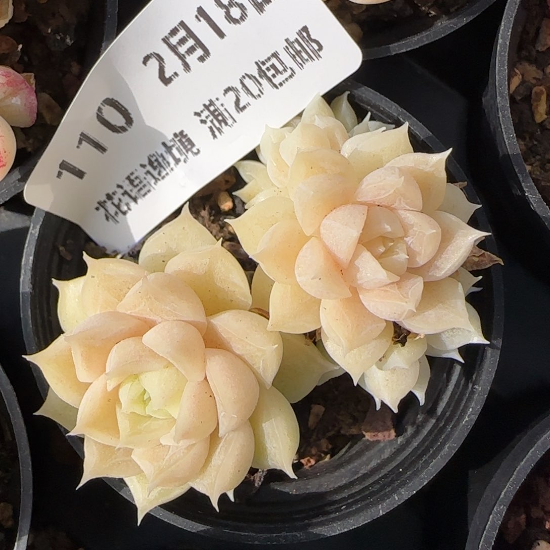 花语逸境0218-110