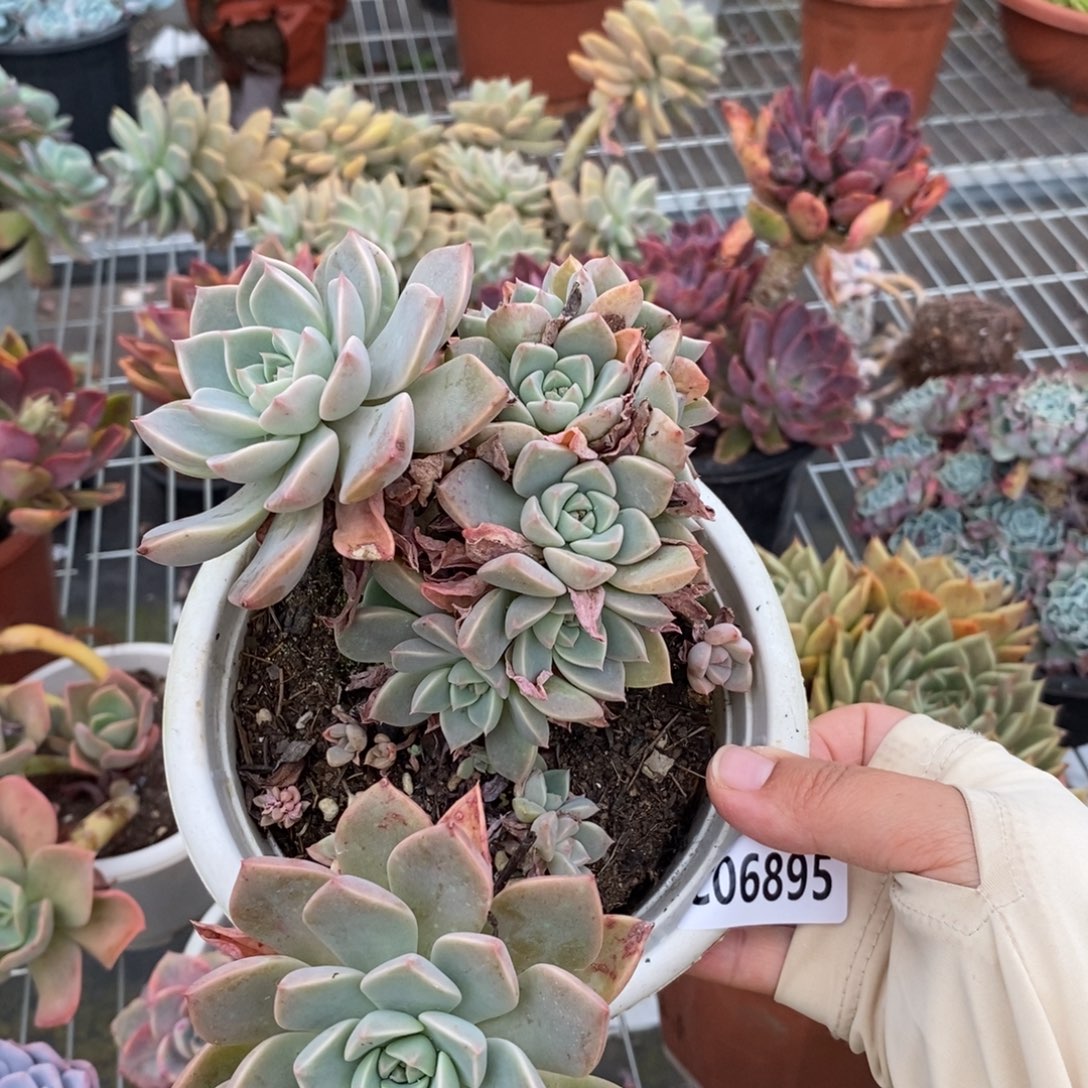 6895红粉佳人一物一拍