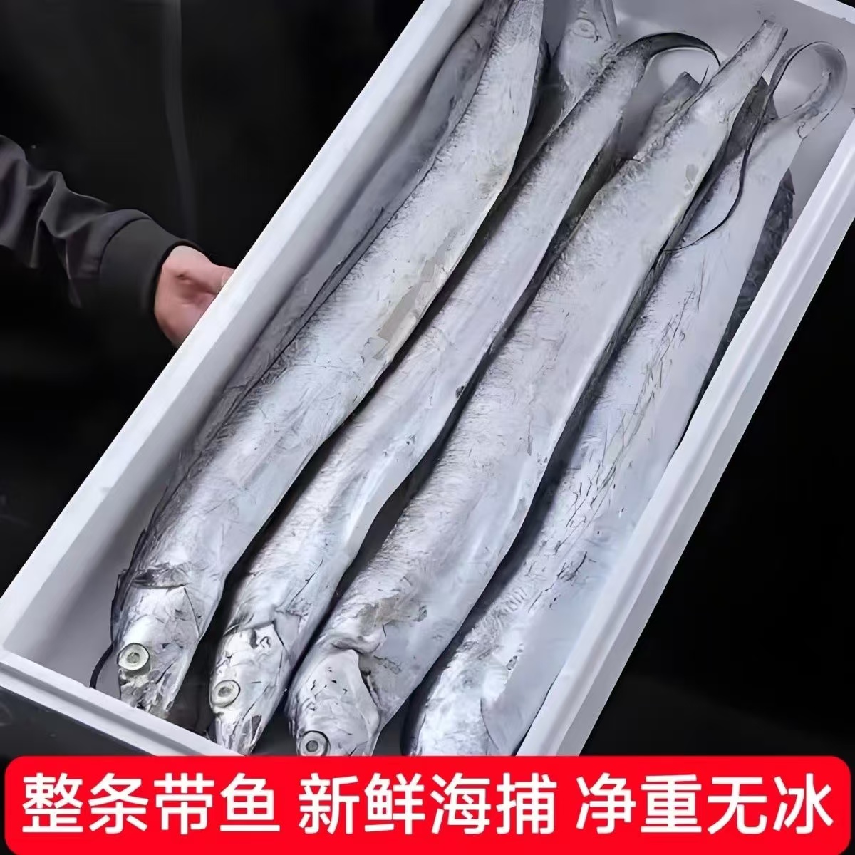 【京东冷链】整条黄海湾小眼油带鱼 海捕野生带鱼 净重无冰