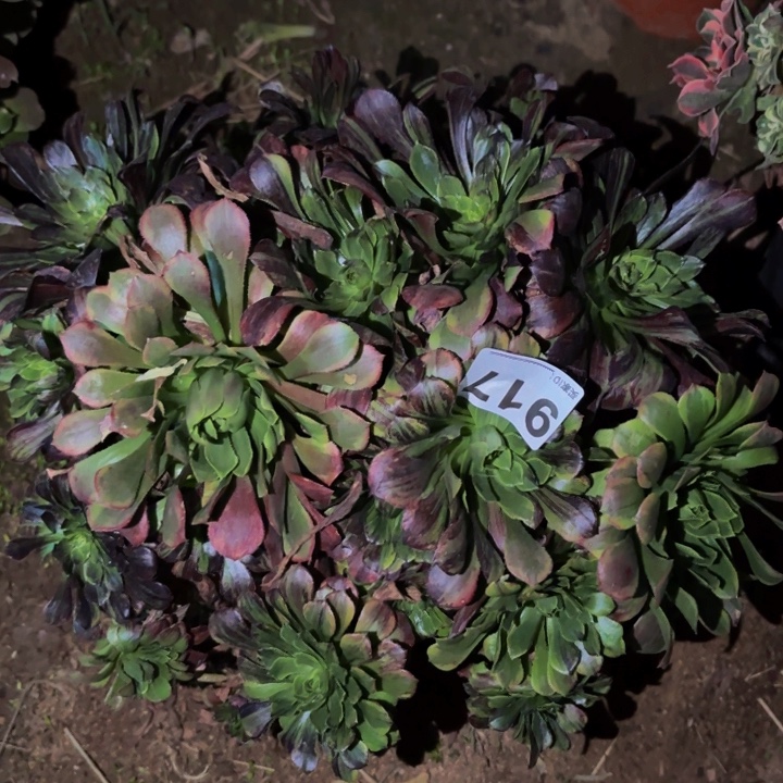 917莫兰迪多肉植物不售后