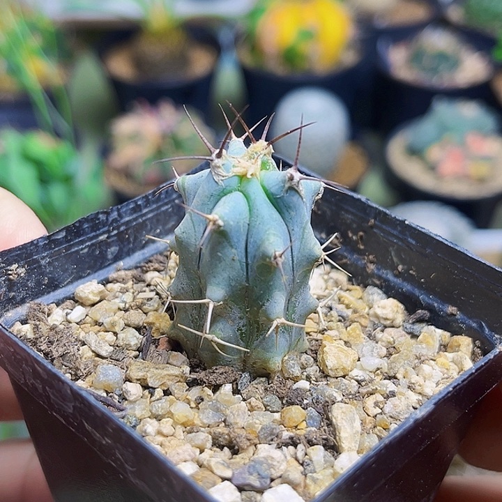 弁庆实生球一颗一颗