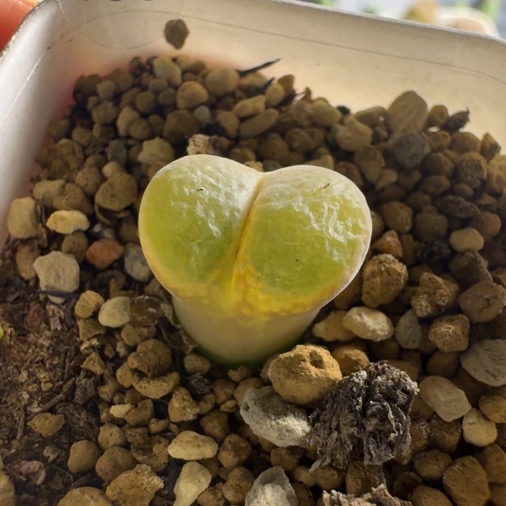 海***风多肉.....155...........