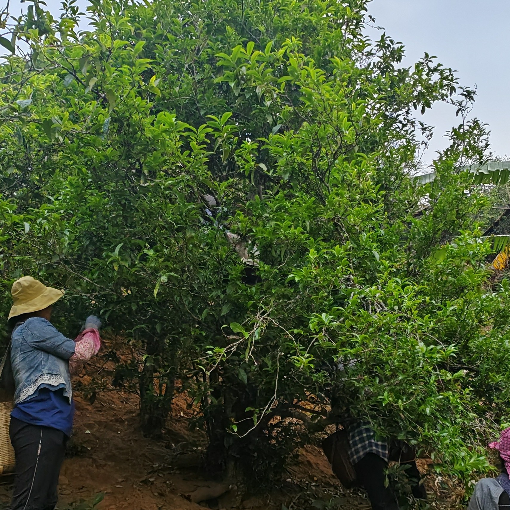 冰岛地界74号2024年学生地古树100克试喝装（不退货）