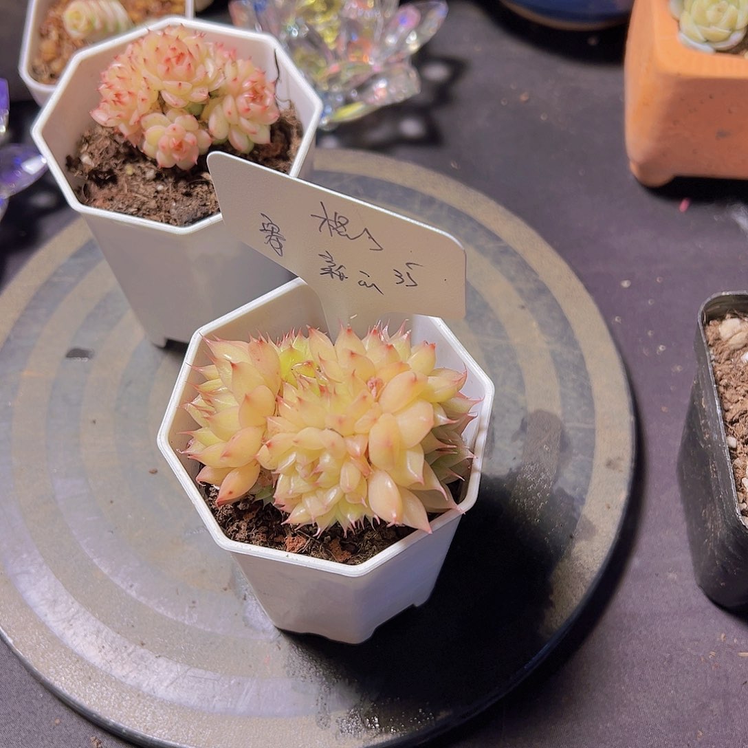 格*新品，多肉植物，